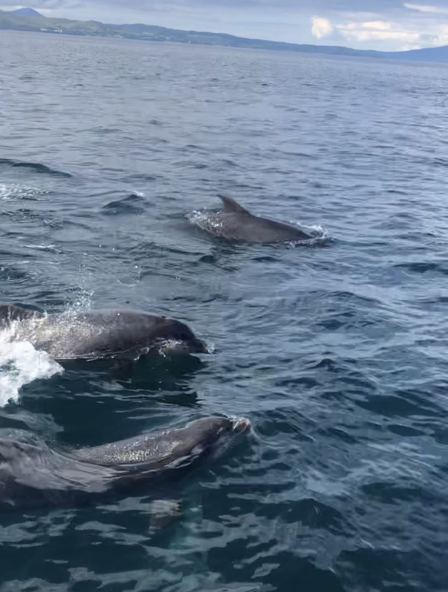 Scotland's sea life - Dolphins swimming with Scottish tourer