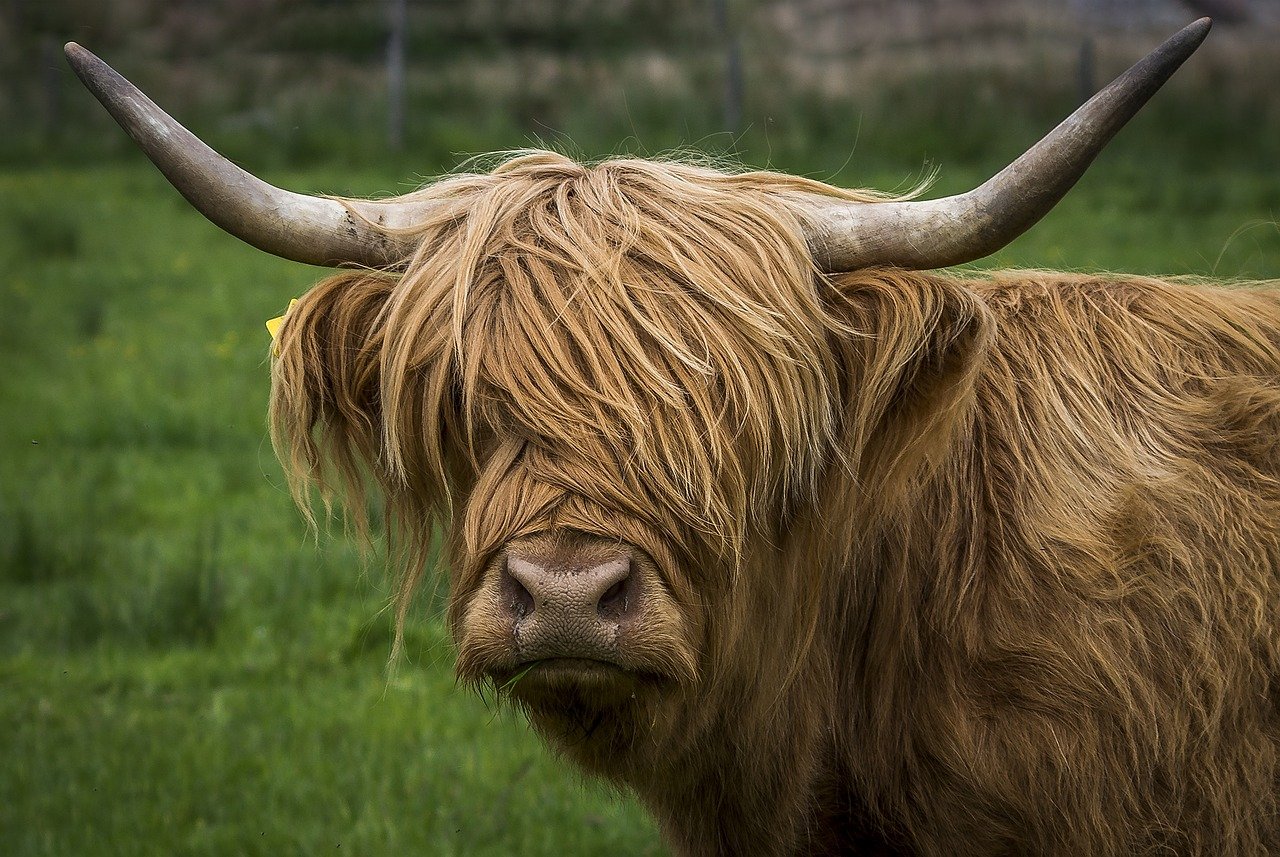 Highland Cow, Wavy Hair, Scotland